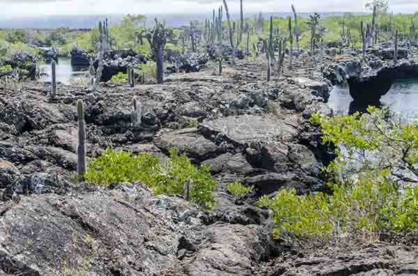 58 - Ecuador - islas Galapagos - isla Isabela - los Tuneles
